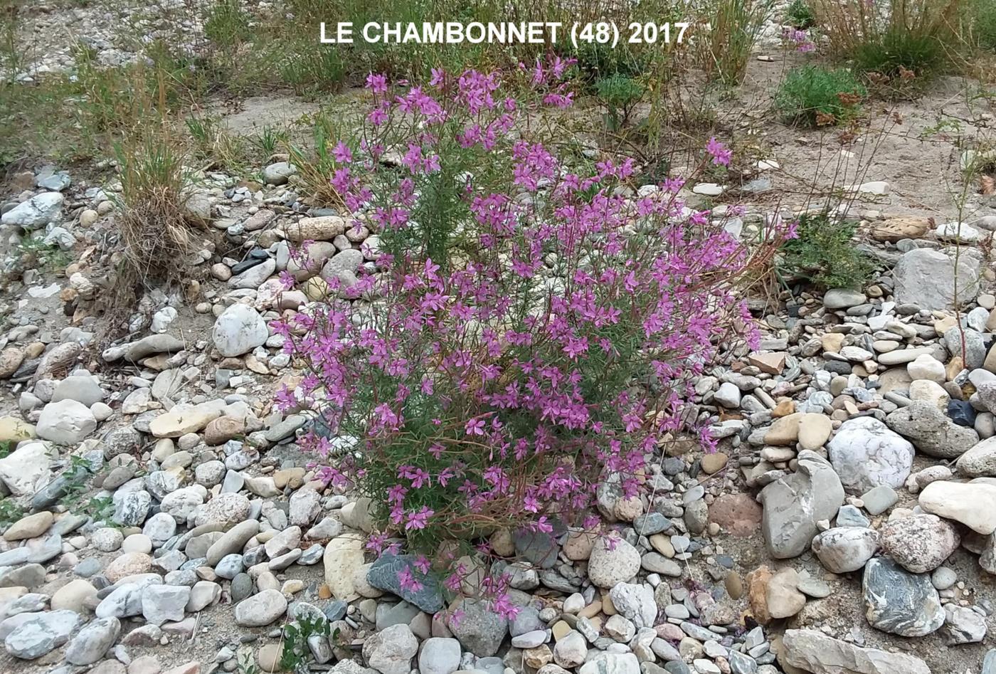 Willow-herb, [Rosemary-leaved] plant